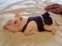 -72街红烧排骨饭(海珠丽影广场店)