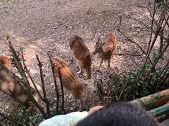 -合肥野生动物园