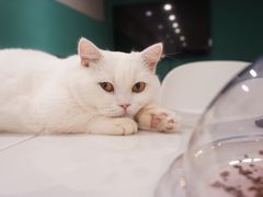 -飞行喵MR PILOT|猫舍·猫咖(静安大融城店)