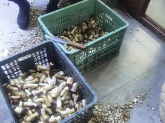 -野菌王牦牛肉汤锅
