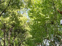 -宜兴龙背山森林公园