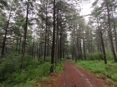 -塞罕坝国家级自然保护区