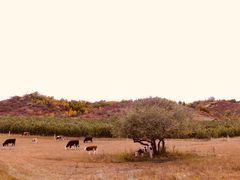 -塞罕坝国家级自然保护区