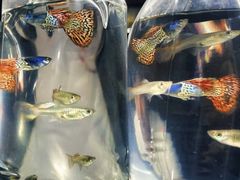 -中环花鸟鱼虫市场