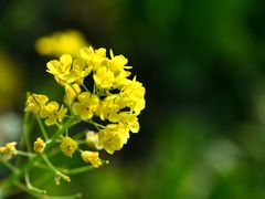 -昆山城市生态森林公园