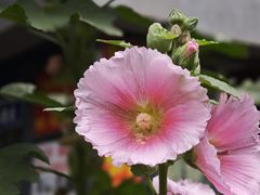 -半秋山西餐厅(巴南万达广场店)