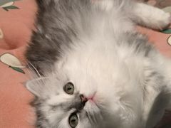 -babydoll猫舍·米努特·德文·缅因(久光中心店)