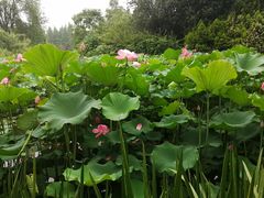 -洛阳市隋唐城遗址植物园