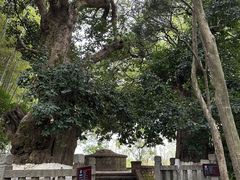 -八大山人梅湖景区