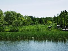 -溱湖国家湿地公园