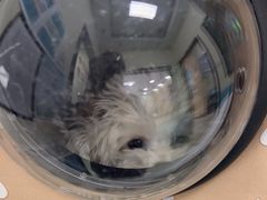 -天宠宠物医院24小时·急重症诊疗中心·全科·腔镜特色(和平分院)