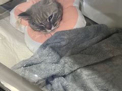 -艾贝尔宠物医院·24H转诊中心·肿瘤猫专科(江宁双龙店)