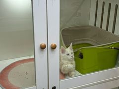 -青奢宠物·青奢猫舍