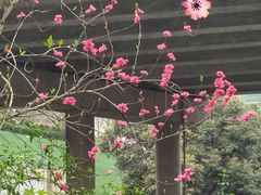 -重庆彩云湖湿地公园