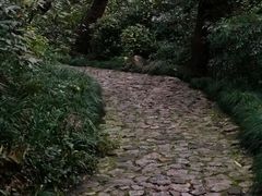 -龙井村