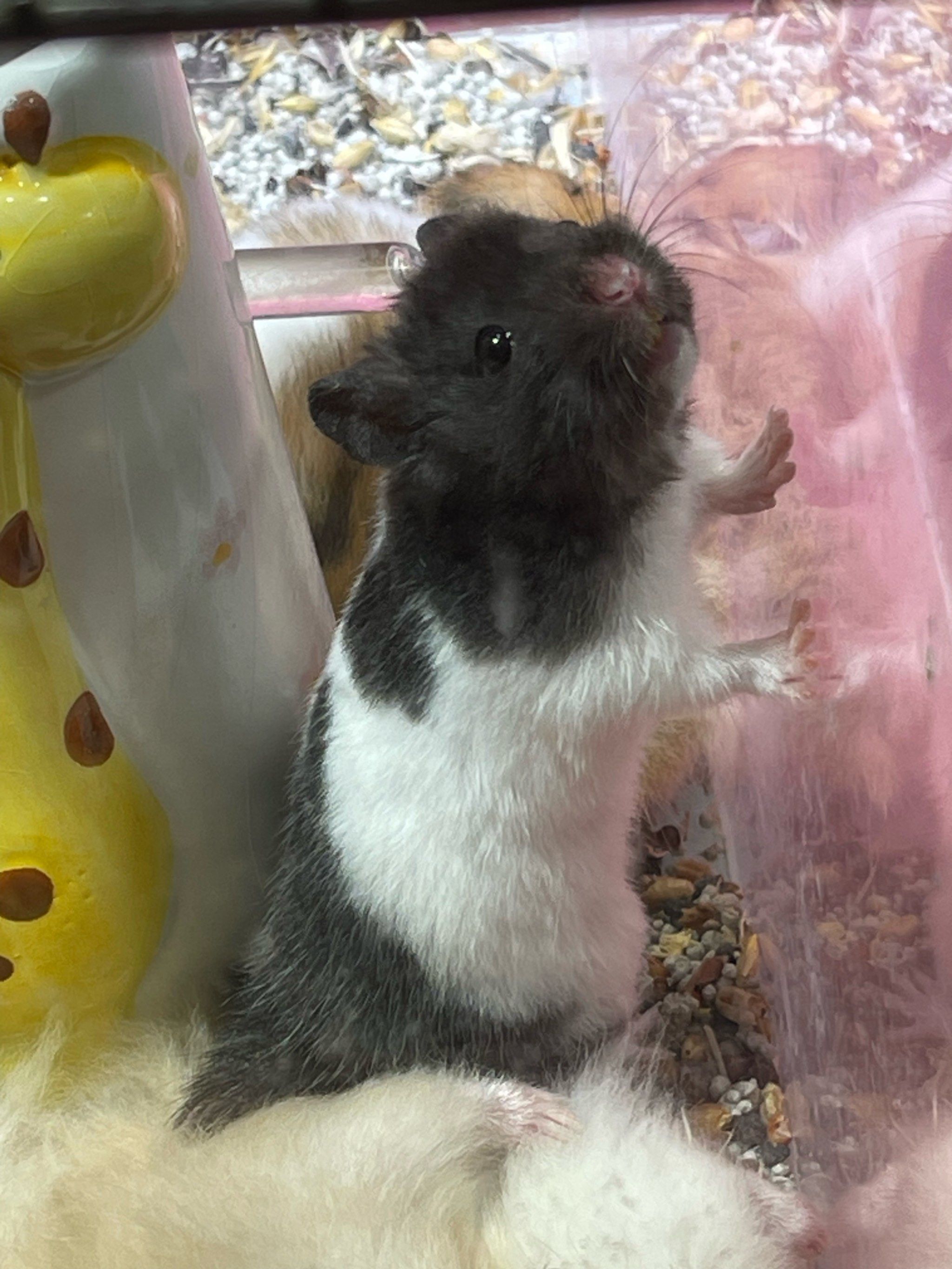 n它的小眼睛炯炯有神,大耳朵和黑白的花色在一群黄色仓鼠🐹中厦得