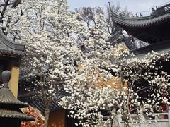 -灵谷景区