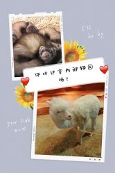 -酷嗒动物文化乐园(cutezoo西溪乐天城店)