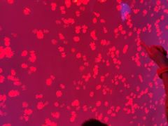 -芜湖新华联大白鲸海洋公园