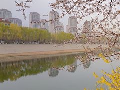 -桃花堤公园