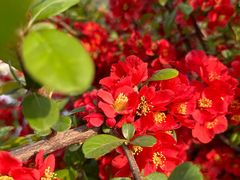 -莲池书院博物馆