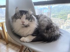 -猫小主咖啡·猫咖cat cafe(福田店)