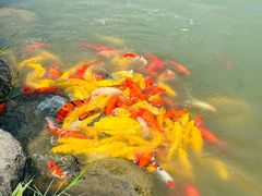 -池杉湖湿地公园