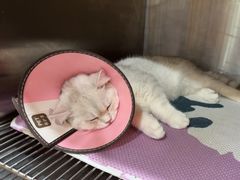 -米苏动物医院·犬猫专科·骨科外科内窥镜