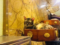 -more than meow吴止猫主题餐厅(承德 中船汇店)