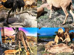 -国家自然博物馆