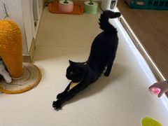 -猫在这儿猫咪咖啡馆·撸猫馆