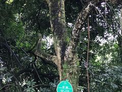 -张坝桂圆林公园