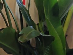-丽泽山庄·生态怀柔菜·虹鳟鱼(红螺寺店)