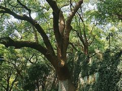 -吴山景区