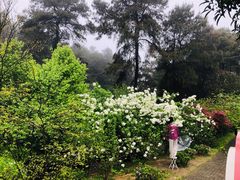 -铁山坪森林公园