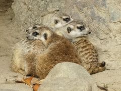 -上海野生动物园