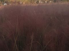 -艾溪湖湿地公园