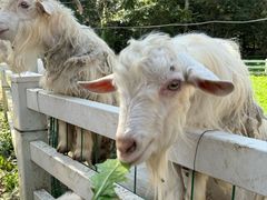 -哈尔滨北方森林动物园