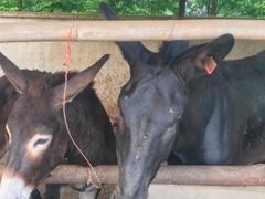 -元鼎宝驴香·全驴宴(江宁店)