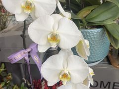 -FEI FEI FLOWER鲜花店·气球派对·宝宝宴布置(虹口德必运动Loft店)
