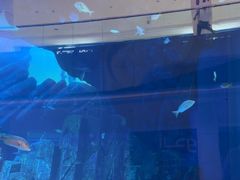 -迪拜水族馆及水下动物园