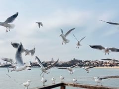 -青岛第二海水浴场