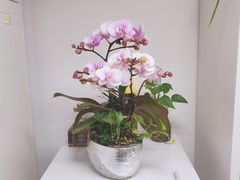 -双季花艺园艺市场(浦东店)