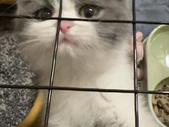 -欣宠猫屋·矮脚拿破仑·蓝金金渐层