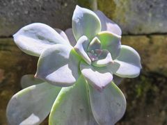 -山菌美食苑(振兴路店)