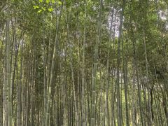 -上海佘山国家森林公园天马山园