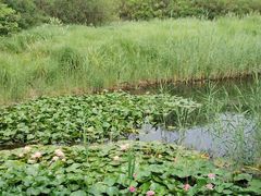 -翠湖国家城市湿地公园