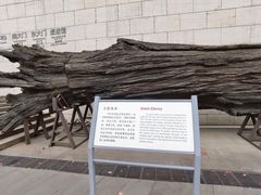 -金沙遗址博物馆