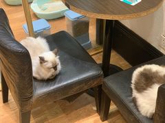 -猫色咖啡·猫咖