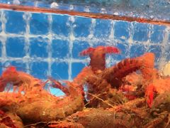 -海汕记·潮汕鲜牛肉火锅·自助